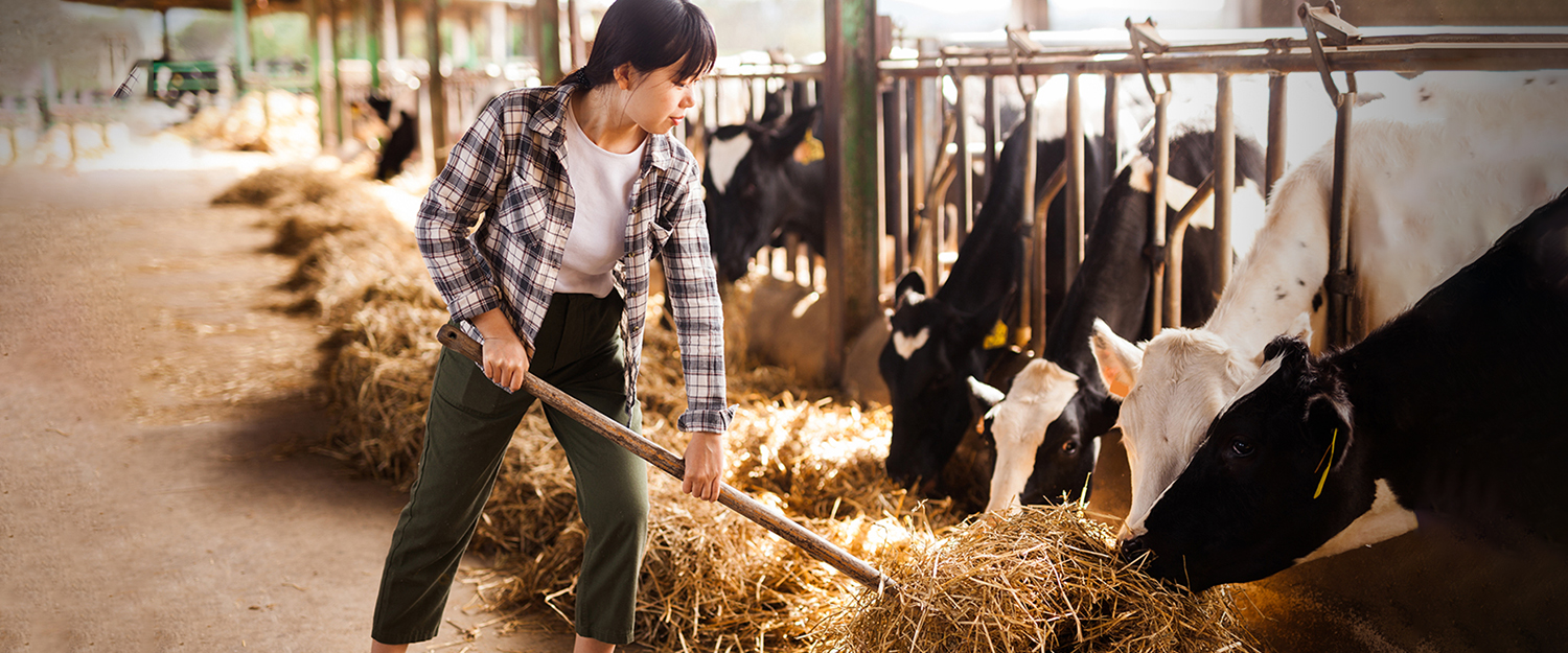 Female farmer who is feeding beasts at the cow farm